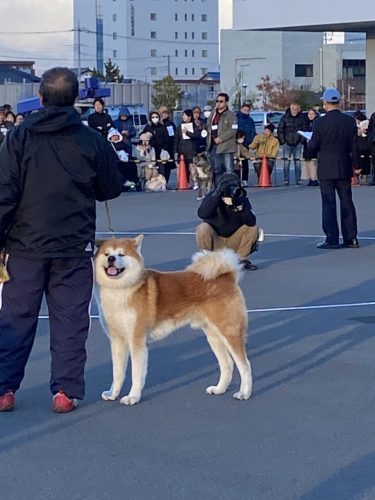 秋田犬だよもっふもふ